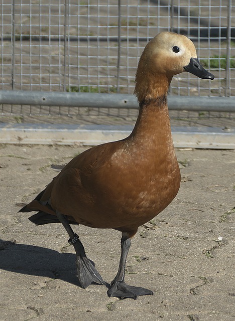 和默契对湖